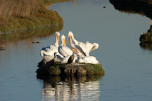 American white pelicans,  Palo Alto Baylands Nature Preserve, California. - Photo #2258