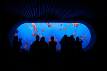 Visitors in front of the jellyfish display. Monterey Bay Aquarium, Monterey, California - Photo #28858