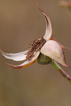 Rose hips. - Photo #5658