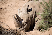 White rhinoceros. - Photo #17558
