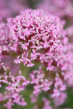 Centranthus ruber. Red valerian. - Photo #3759