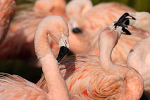 Chilean Flamingo and flock. Phoenicopterus chilensis. Pink flamingo. - Photo #2459