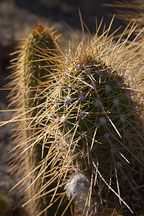 Pictures of Echinopsis
