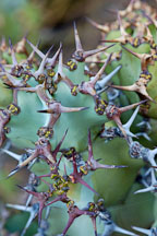 Euphorbia coerulescens. Stanford, California. - Photo #1359