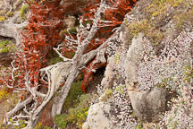 Succulents and cypress trees cover rocky cliff side. - Photo #26959