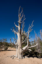 Bristlecone Pine on the Loop Trail, Bryce Canyon NP, Utah. - Photo #19106