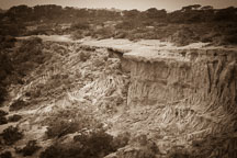 Eroding hillside. Torrey Pines State Reserve. San Diego, California. - Photo #26206