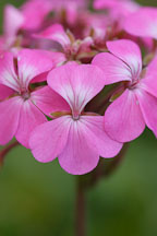 Pictures of Geraniums