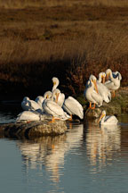 American white pelicans,  Pelecanus erythrorhynchos. Palo Alto Baylands Nature Preserve, California. - Photo #2260