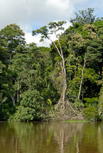 Pictures of Tortuguero National Park