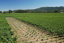 Grape fields. Napa Valley, California. - Photo #1361