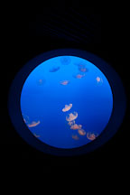 Jellyfish display at the Monterey Bay Aquarium. Monterey, California. - Photo #28861