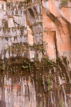 Vegetation growing on the rock wall. Zion NP, Utah. - Photo #19461