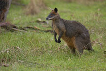 Wallaby. Australia. - Photo #1661