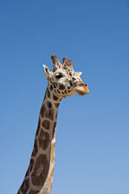 Head and neck of giraffe. - Photo #17562