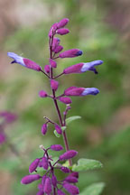 Pictures of Salvia