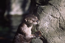 River otter. Lutra canadensis. - Photo #663