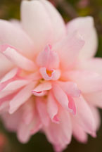 Rose, Souvenir de MME. Ladvocat. - Photo #12164