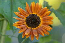 Sunflower 'Velvet Queen'. Helianthus annuus. - Photo #1964
