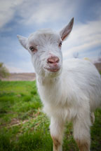 Young goat. State Center, Iowa. - Photo #32664