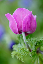 Pictures of Anemone