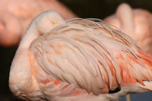 Chilean Flamingo preening. Phoenicopterus chilensis. Pink flamingo. - Photo #2465