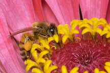 Honey bee on Zinnia elegans. Apis mellifera. - Photo #4465