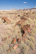 Petrified tree broken into multiple blocks. Petrified Forest NP, Arizona. - Photo #17965
