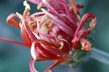 Chrysanthemum (Dendranthema). - Photo #2065