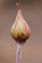 Rose bud. - Photo #5666
