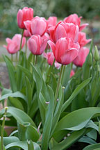 Tulip 'Menton', Tulipa. - Photo #2966