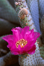 Beavertail cactus. Opuntia basilaris. - Photo #1267