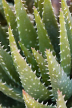 Aloe brevifolia. - Photo #5268