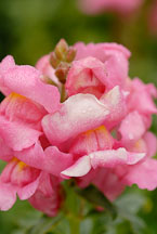 Snapdragon, 'Sonnet rose'. Antirrhinum majus. - Photo #11868