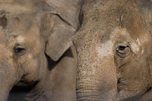 Asian Elephants, Elephas maximus. - Photo #2469