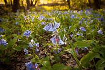 Virginia bluebells in Story County, Iowa. - Photo #32769