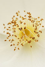 Rose. Fruhlingsanfang. W. Kordes' Sohne. Hybrid spinosissima. - photos & pictures - ID #5003