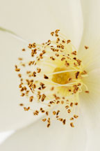 Rose. Fruhlingsanfang. W. Kordes' Sohne. Hybrid spinosissima. - photos & pictures - ID #5004