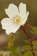 Rose. Fruhlingsanfang. W. Kordes' Sohne. Hybrid spinosissima. - photos & pictures - ID #5007