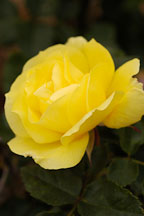 Rosa spp. 'Goldilocks' - photos & pictures - ID #5009