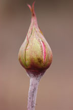 Rose bud. - photos & pictures - ID #5666