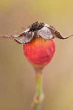 Rose hips. - photos & pictures - ID #5684