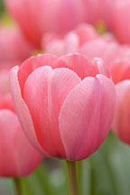 Tulip, 'Pink Impression'. Tulipa. - photos & pictures - ID #5736