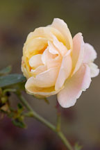 Magic Lantern (Sport of Gold Medal). Rose, Rosa. - photos & pictures - ID #5807