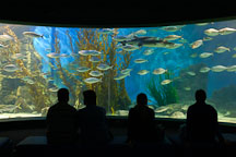 Melbourne aquarium. Melbourne, Australia. - Photo #1707