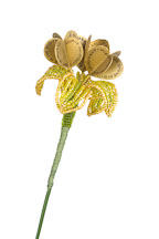 Flower book by Joan Ingoldsby Brown. - Photo #2207