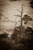 Withered tree. Torrey Pines State Reserve. San Diego, California. - Photo #26207
