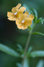 Bush Monkeyflower, Sticky Monkeyflower, Mimulus aurantiacus. Foothills park, Palo Alto, California. - Photo #1370