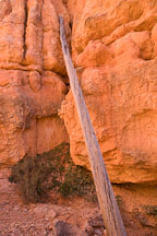 Fallen tree trunk on the Navajo Trail. Bryce Canyon NP, Utah. - Photo #19070