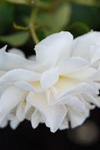 Rose 'French Lace'. (ARS 1981) - Photo #3770